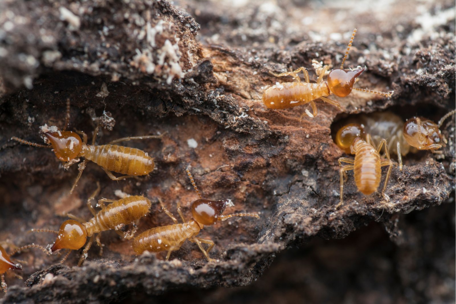 Termites in decaying timber