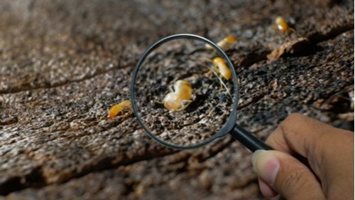 Inspecting termites with a magnifying glass
