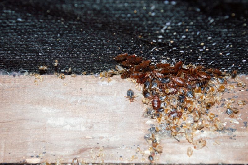 Bedbug and insect infestation along a floor edge