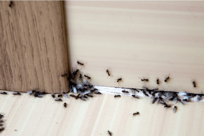 Ants trailing along a baseboard