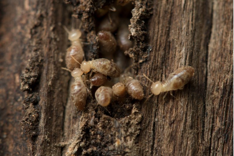 Termites in damaged wood